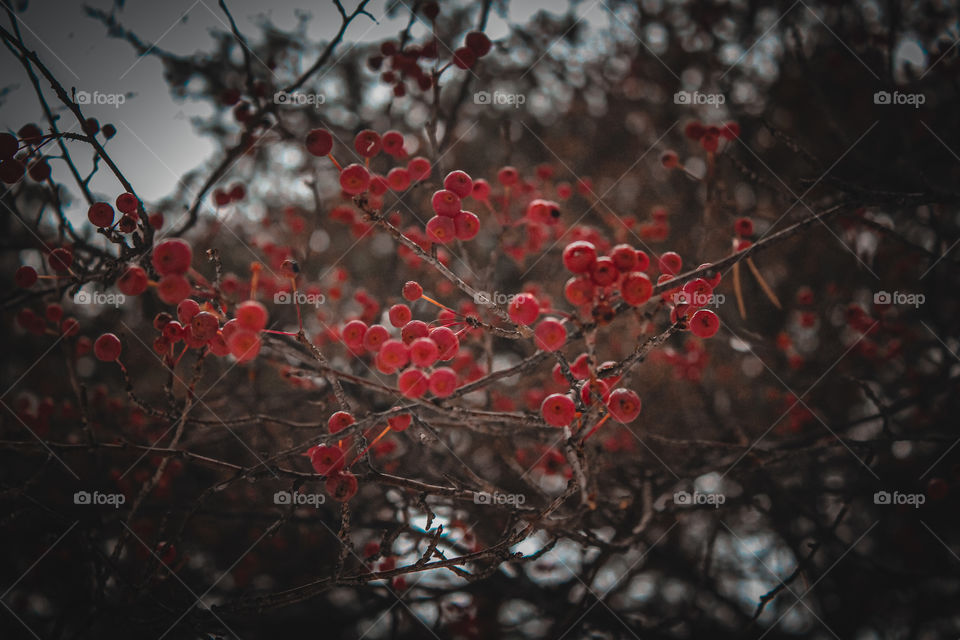 Red rowan in November