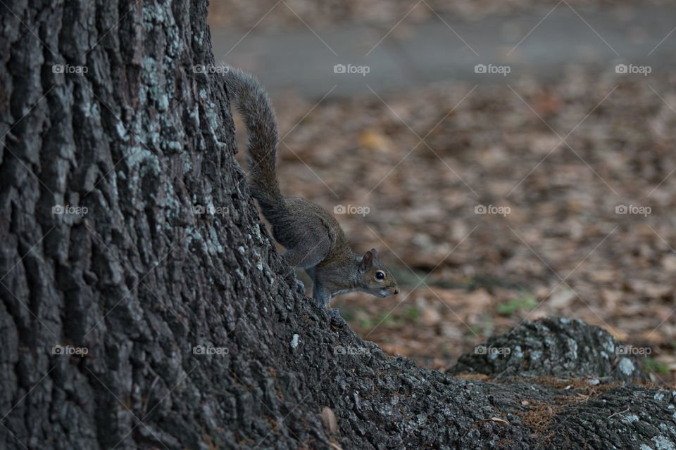 Squirrel 