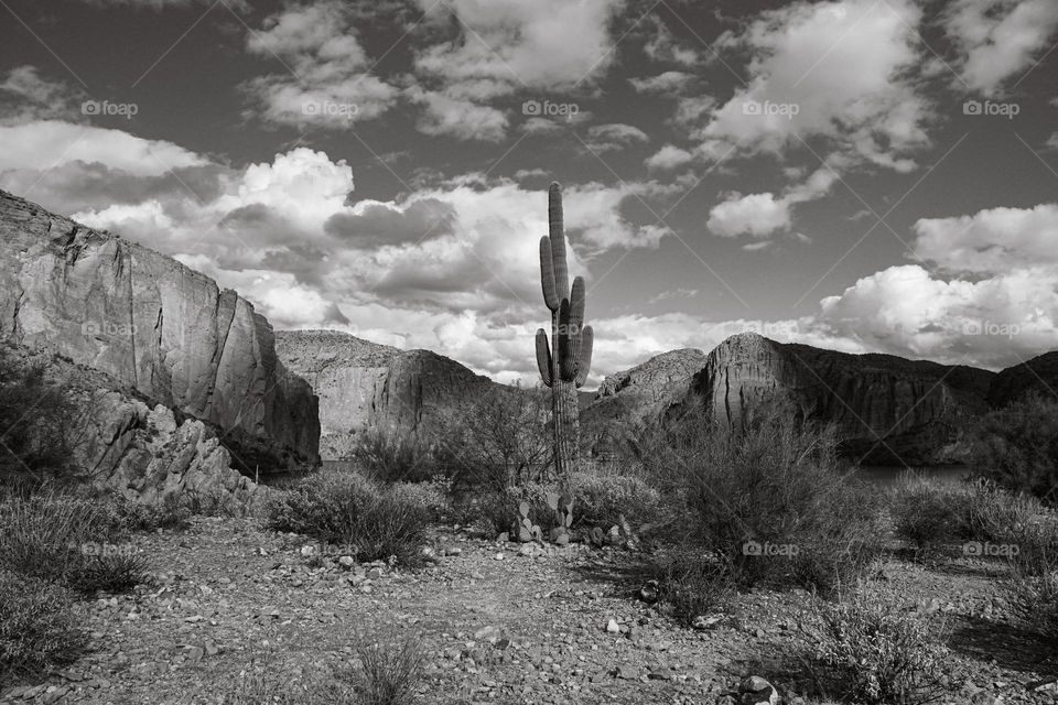 A lone Saguaro cactus is a sentinel standing guard at Canyon Lake Arizona