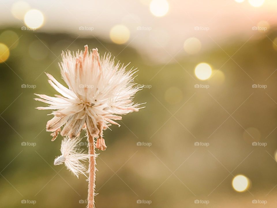 Close up view of dried wild flower in a meadow in winter or spring in the bright golden rays of the sun and blurred background of sky