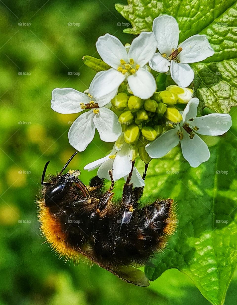 Working bee