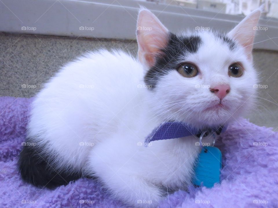 Black and white kitten 