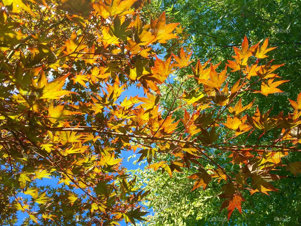 Autumn sunlight filtered through leaves
