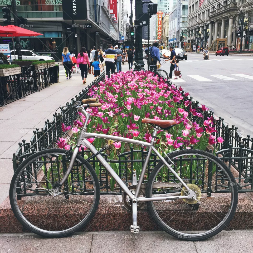 bike downtown . beautiful tulips and bike 