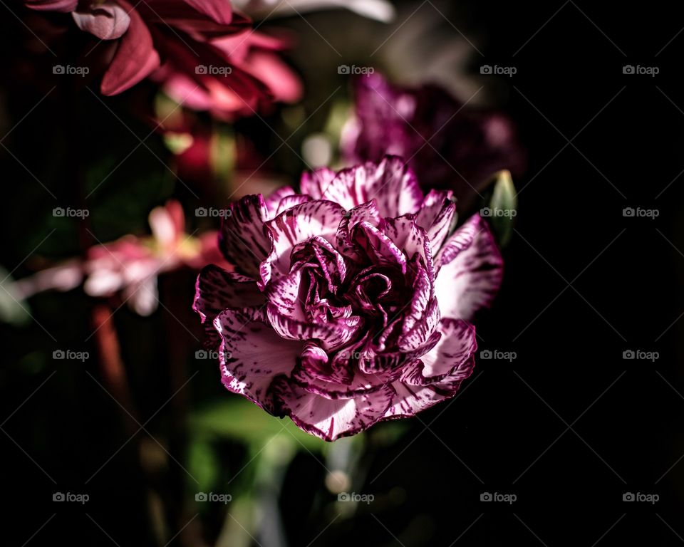 Select focus On Purple carnation in bouquet 
