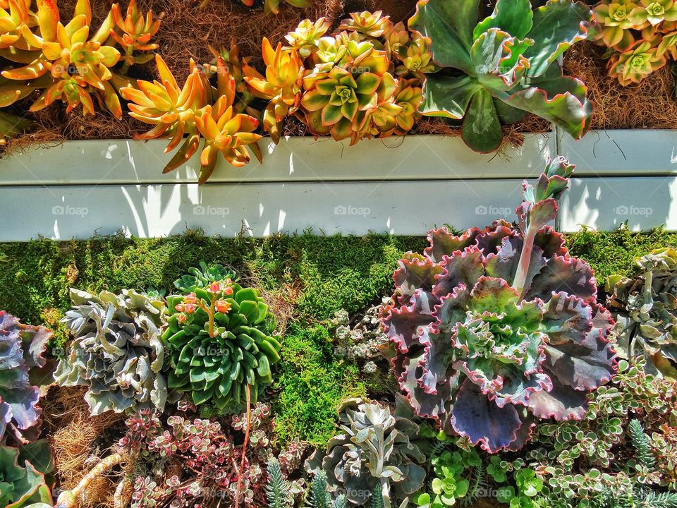 Succulents In A Hanging Garden