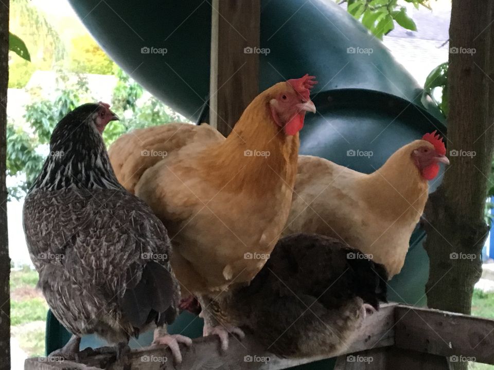 Hens on roost