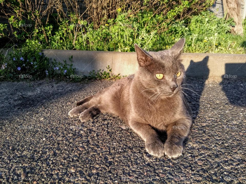 purebred cat relaxing and lying outdoor in sunlight summer time