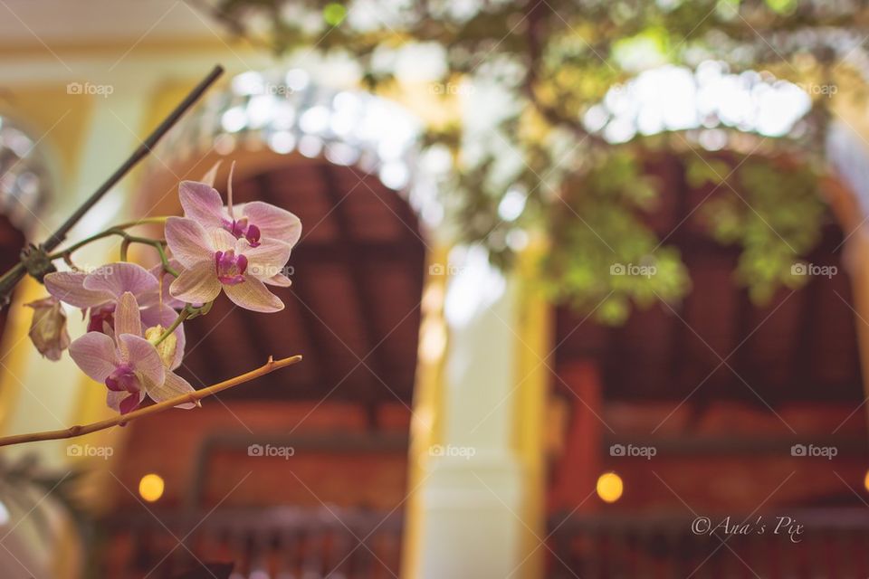 Orchids