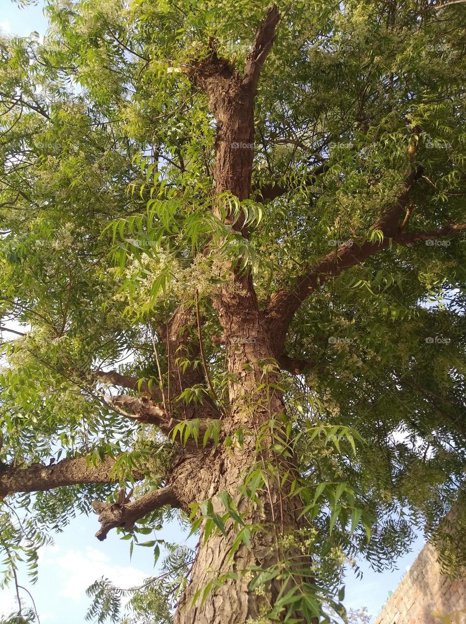 tree, green leaves, strong stem,much greenary after autumn, looks very beautiful