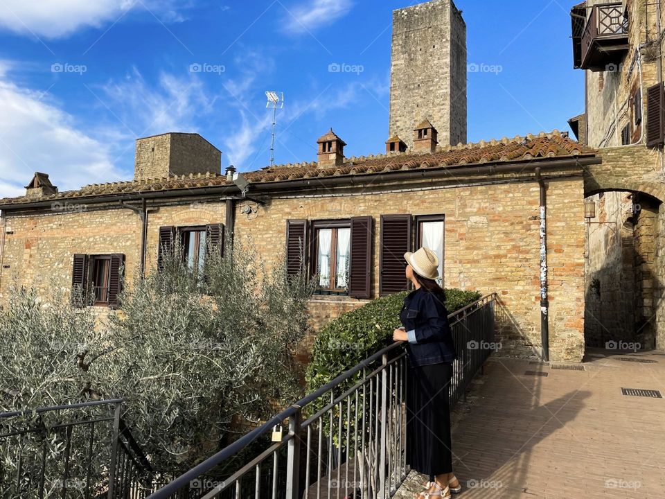 Olive trees in the urban area