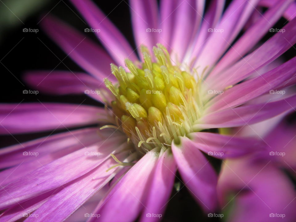 in bloom. macroshot little wild flower