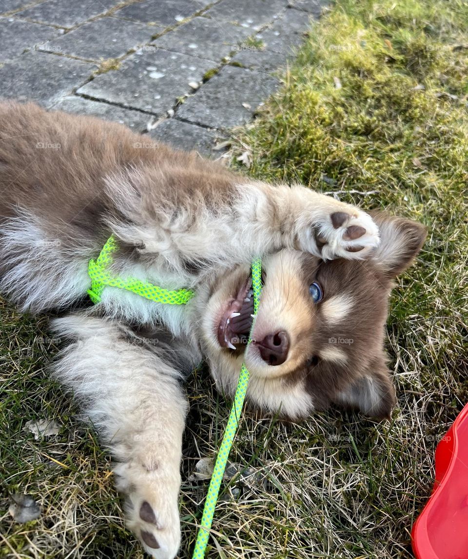 Portrait of a young Finnish Lapphund puppy dog