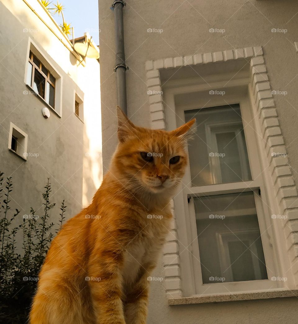 orange cat