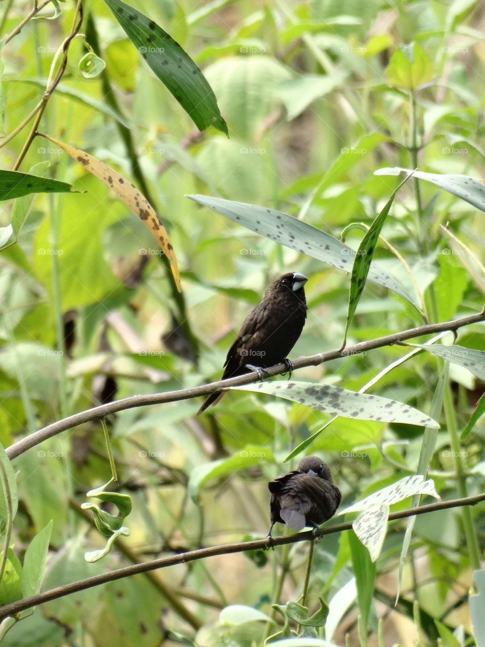 Birds on tree