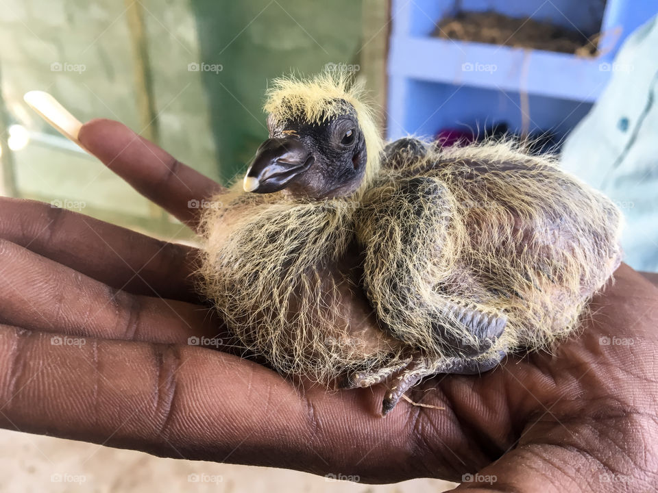 Baby bird