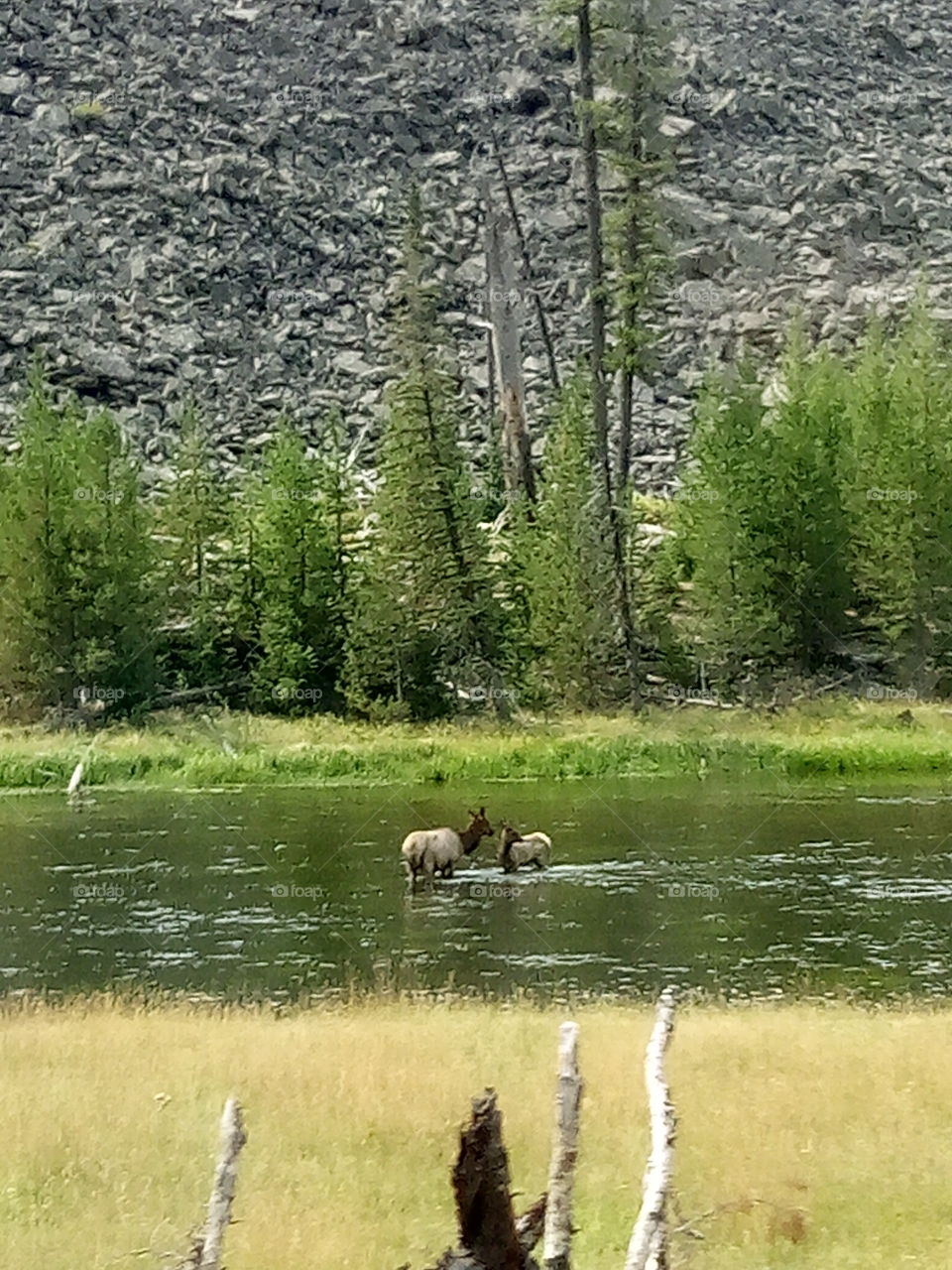 Yellowstone mother and baby deer