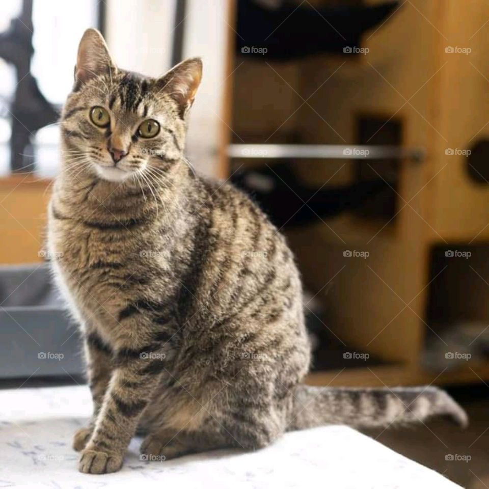 All you need is love and a cat. · Not all angels have wings.Looking good, feline better.