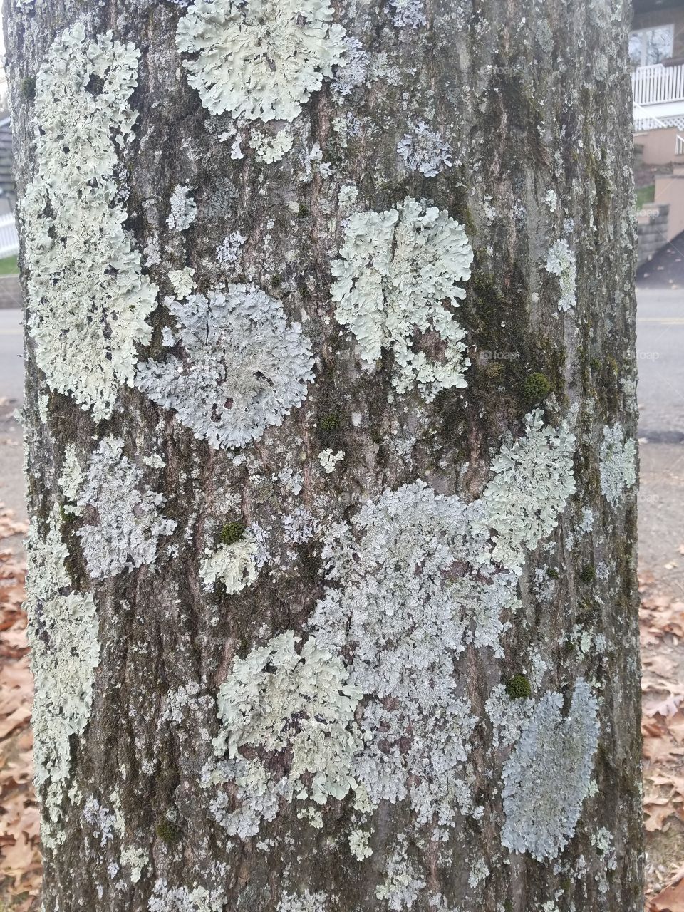 Mossy tree trunk