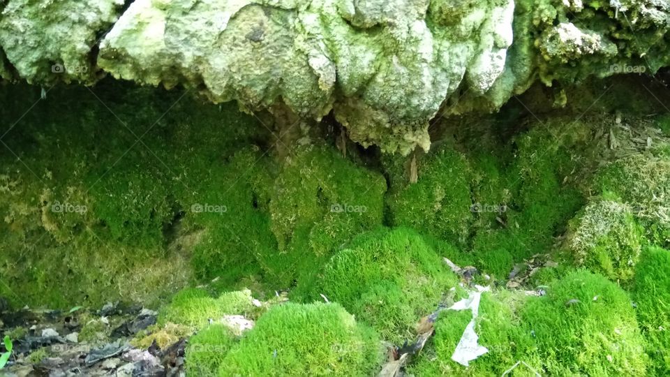 A little mossy cave around creek