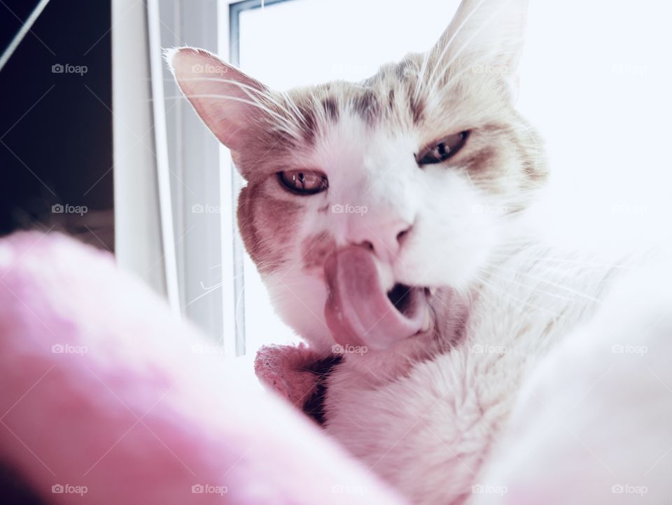 A cat bathes himself in the window, while his human waits for a quick, funny capture. 