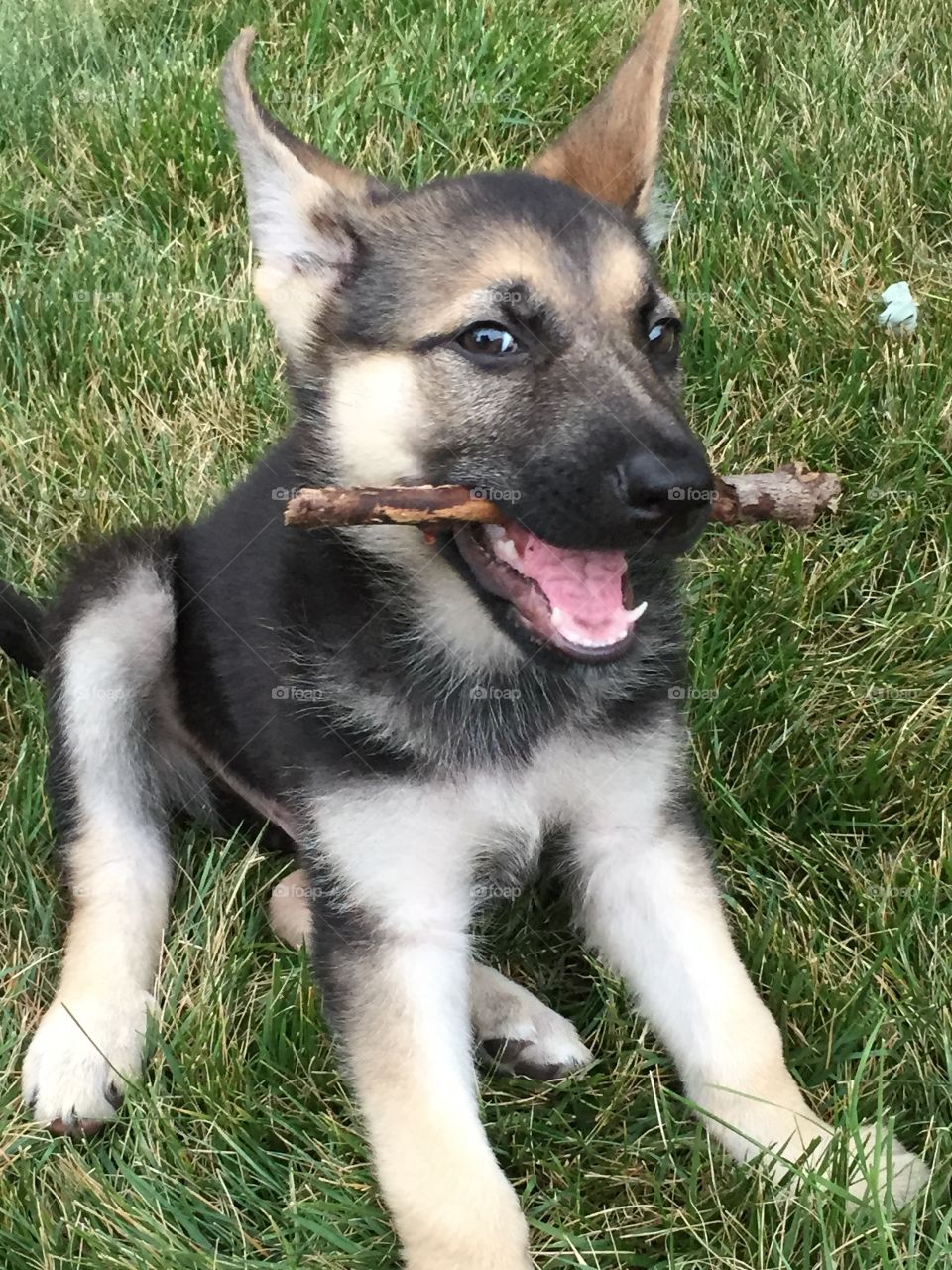 A new puppy playing with a stick outside. 