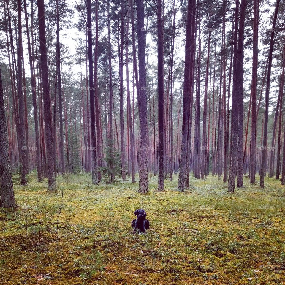 Walking the dog in the forest