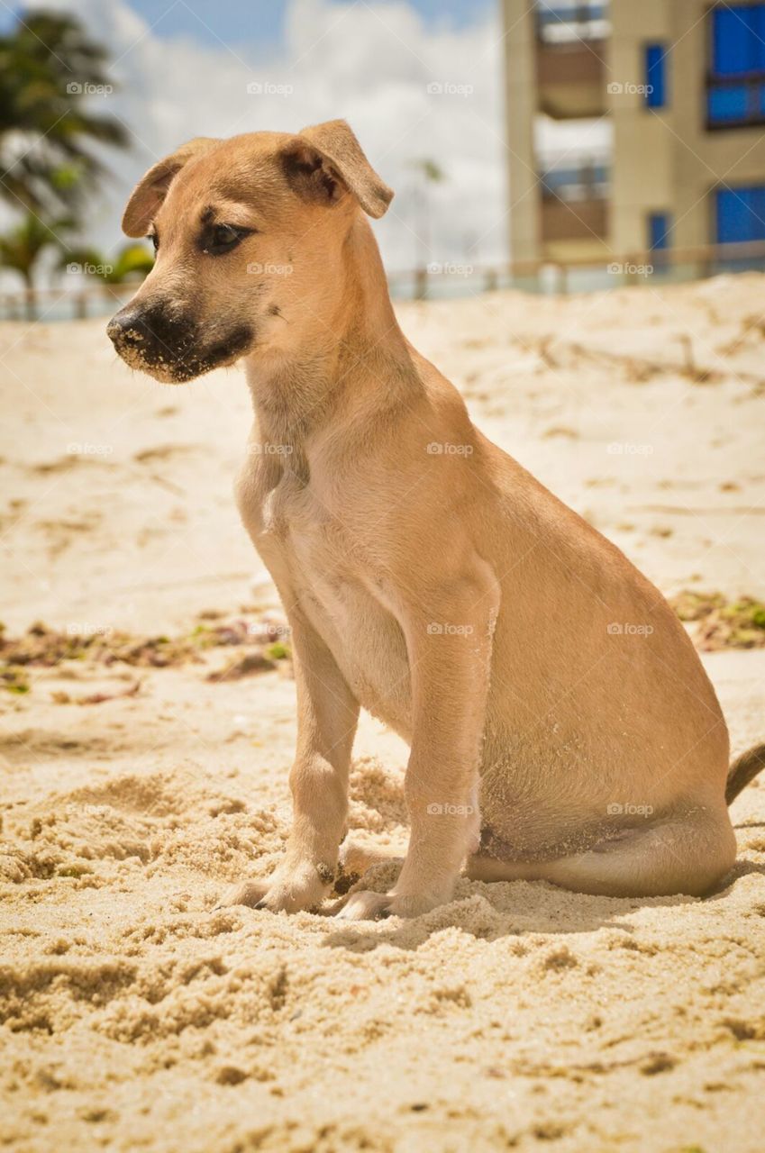 little puppy on the Beach in Brazil