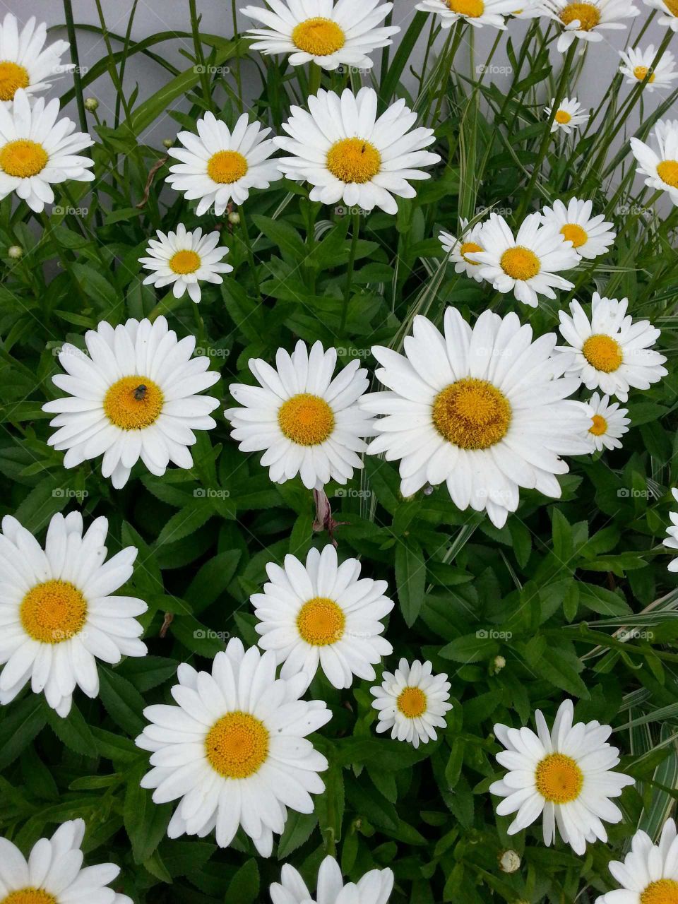 Daisies