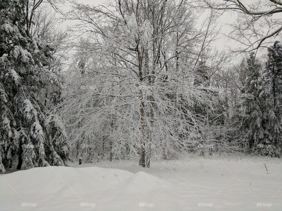 Maine winter