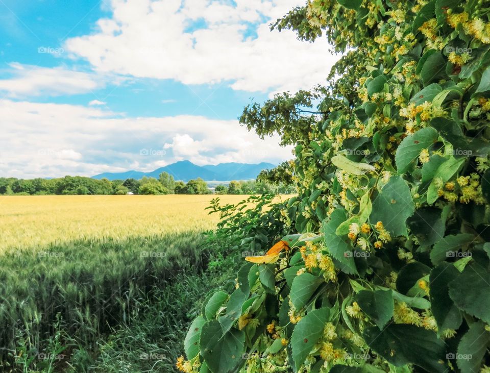 beautiful nature of Slovakia in summer