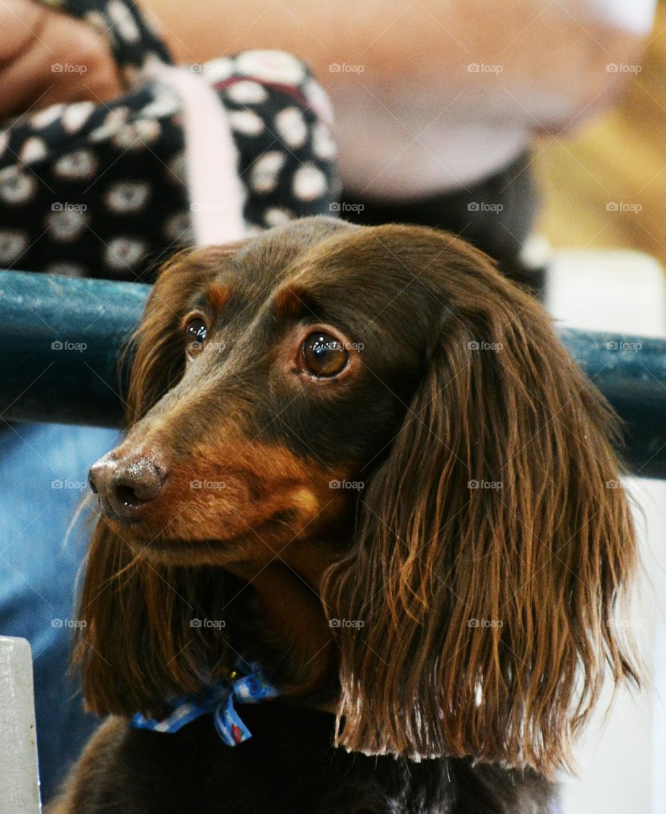 Long-haired Dachshund watching horse show