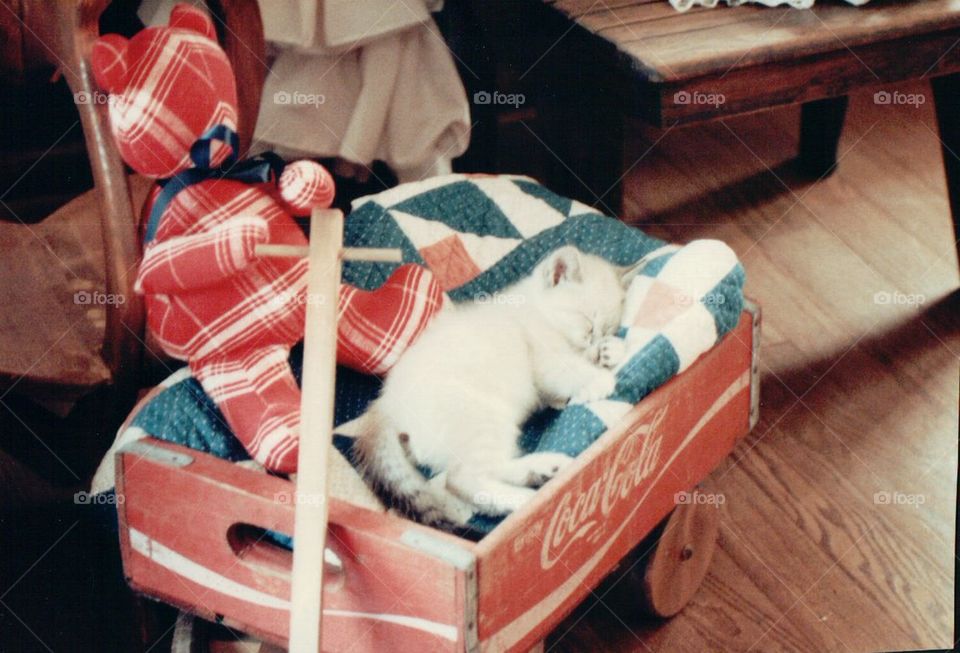 White kitten sleeping