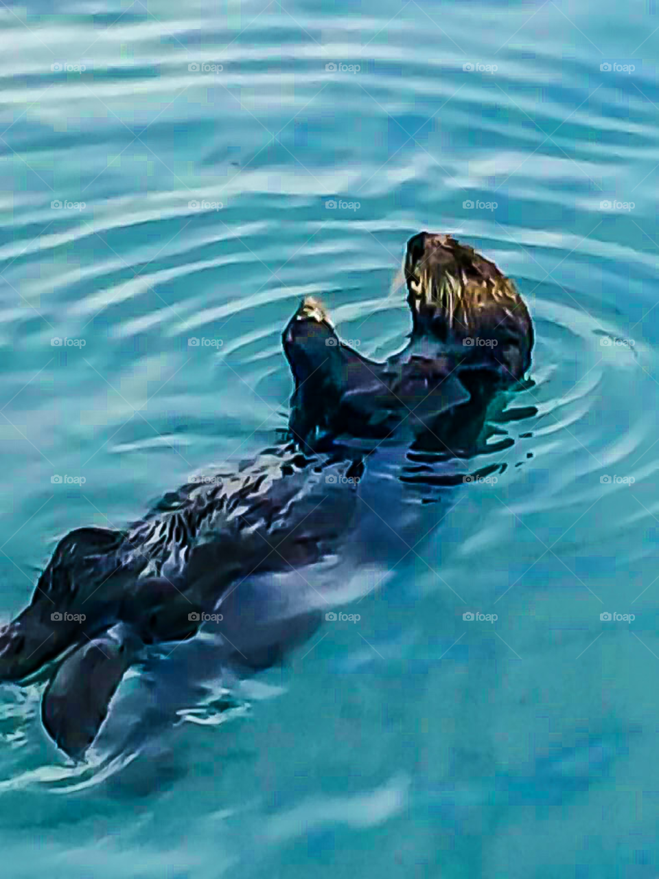 wild sea otter floating in water
