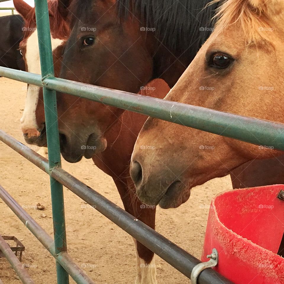 Horses in the corral
