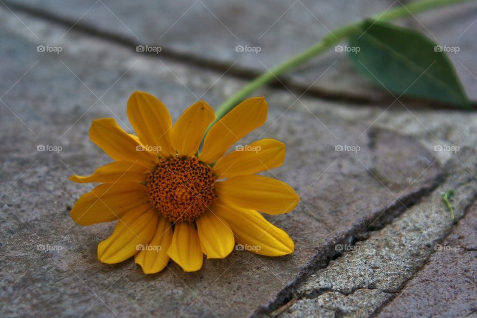 Daisy on cement
