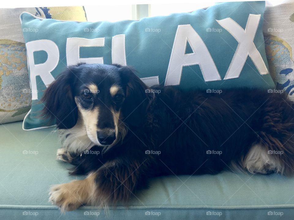 Fun Animals in our Daily Lives!  Long Haired Dachshund  taking a relaxation break🐾