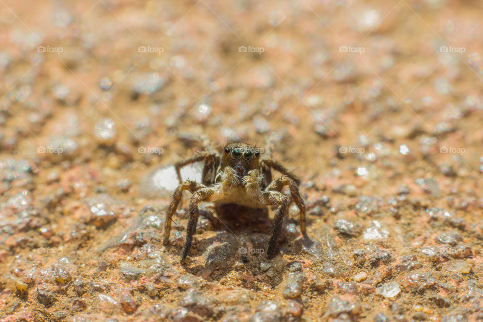 small jumping spider on the ground