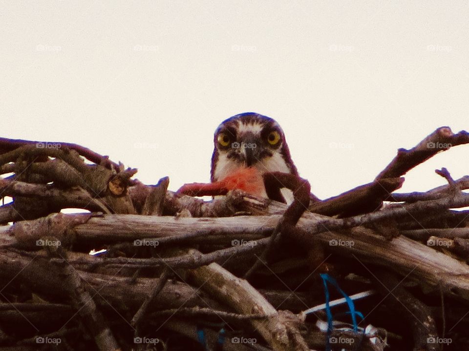 New York, Long Island, Fire Island, Nature, tree, plants, outdoors, calm, relax, shades, colors, Clouds, sky, path, view, eagle, animals, wildlife, nest, bird, 