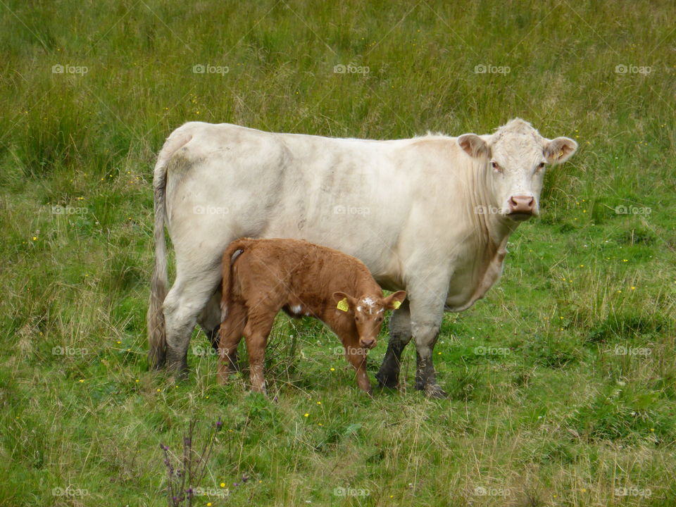 Calf and cow