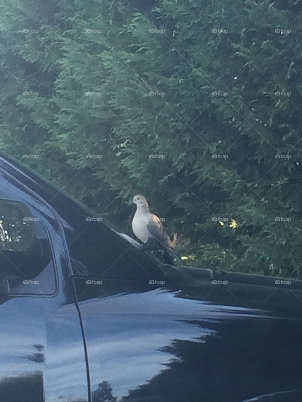 Dove on the Windshield 