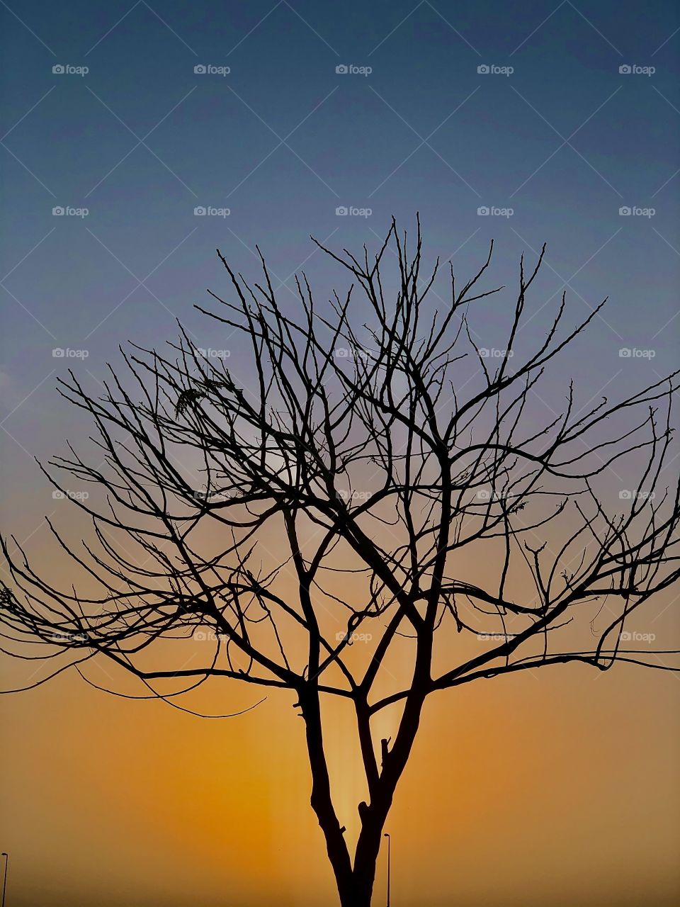 Tree without leaves 
