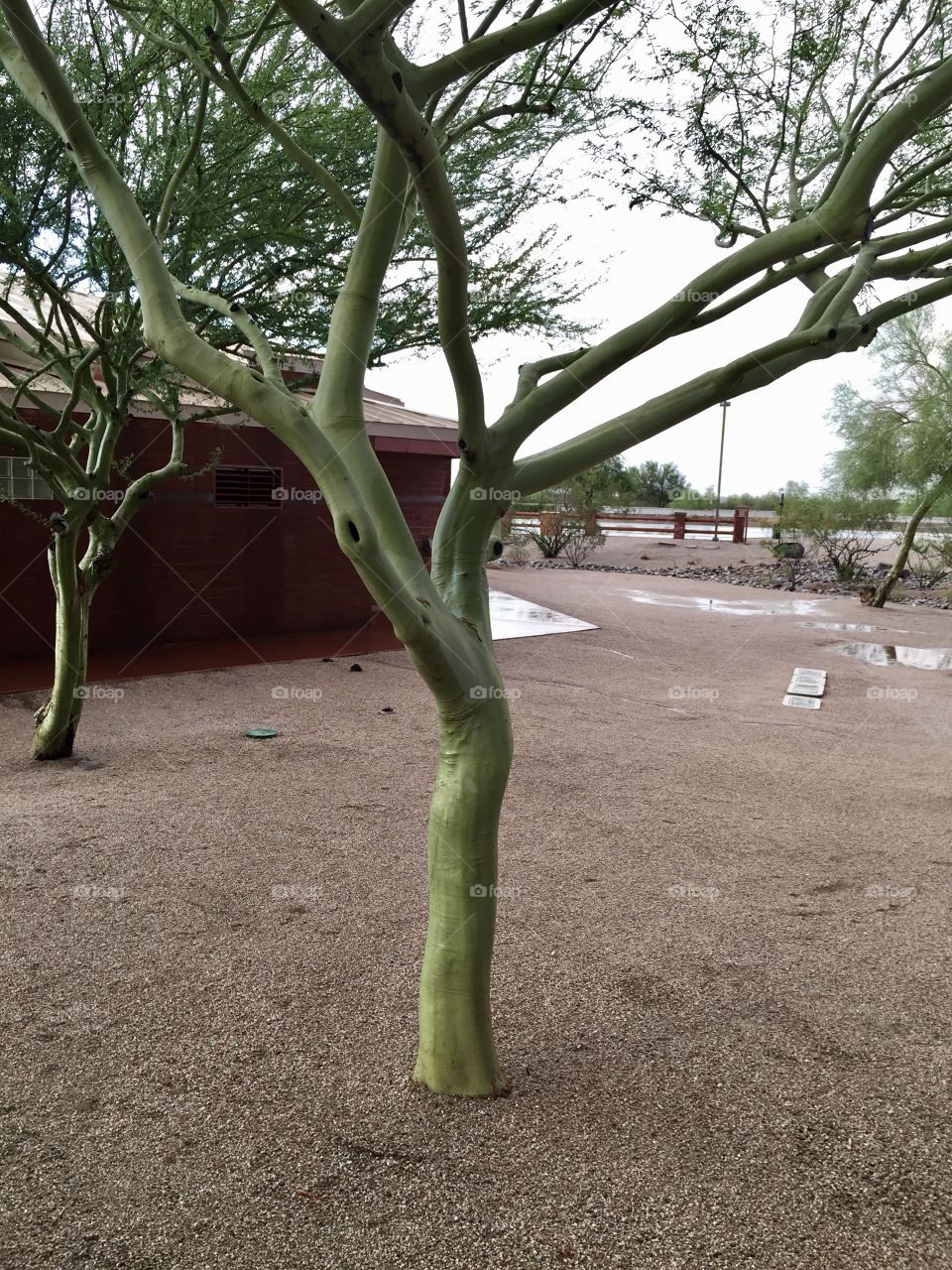 Arizona Green tree at a rest area