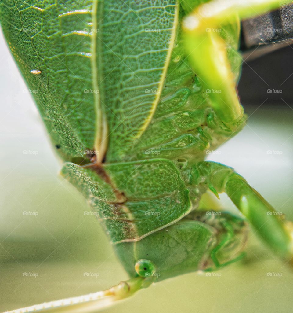 Close up photo of a katydid insect
