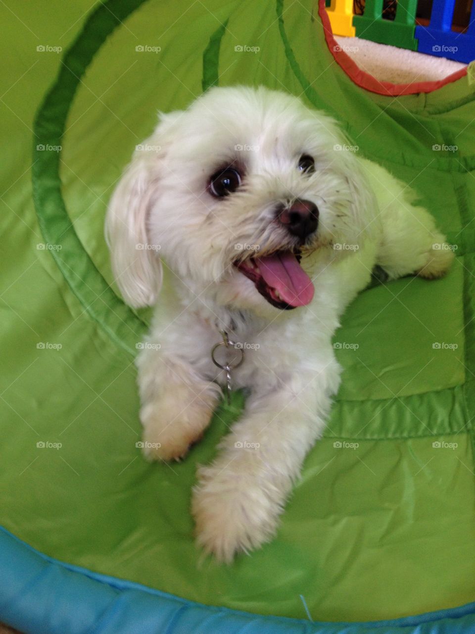 Maltese looking at viewer