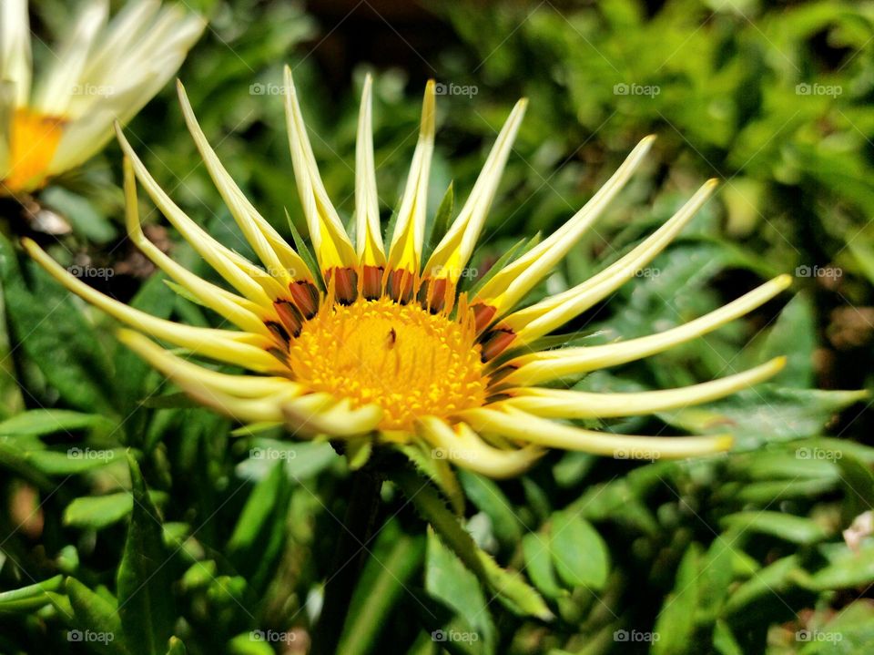 Yellow flower in garden
