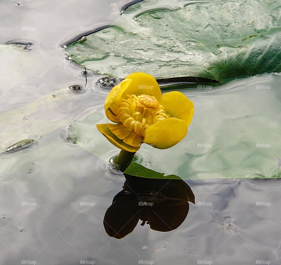 Water lily 💛