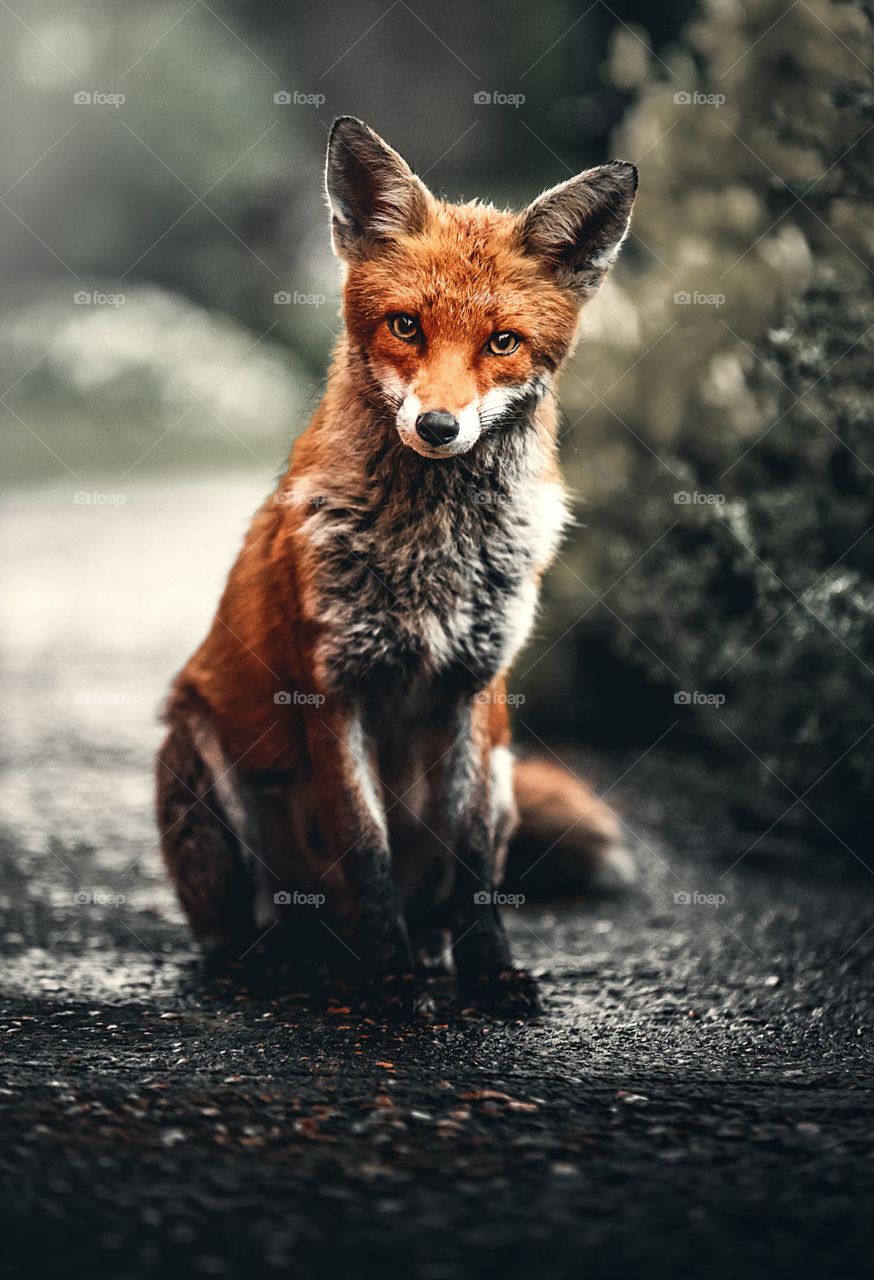 A sad fox