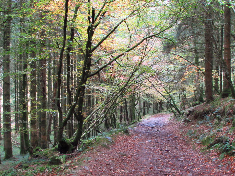 an autumn woodland walk on Exmoor