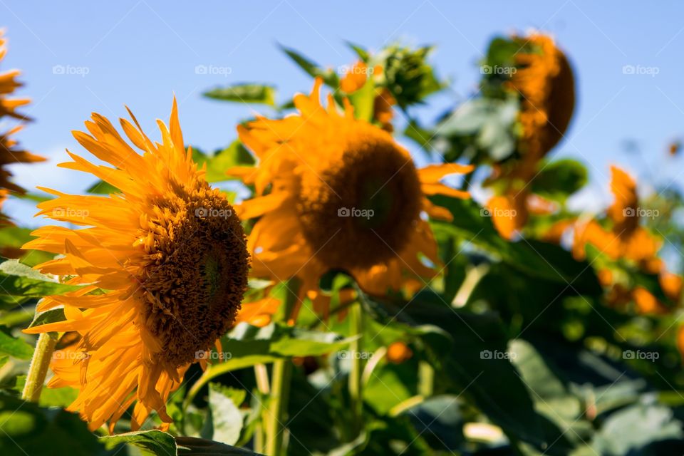 Wind blown sunflowers 